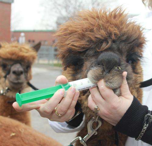 To swallow or to spit? New medicines for llamas and alpacas