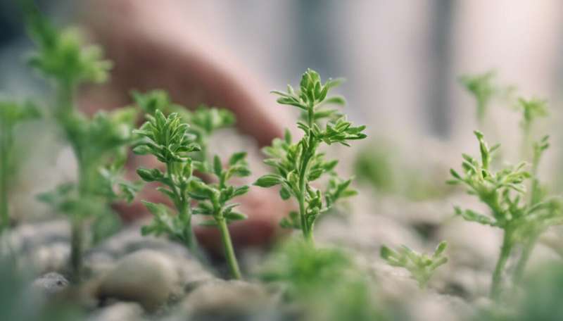Touching thyme: Babies reluctant to grab plants, study shows