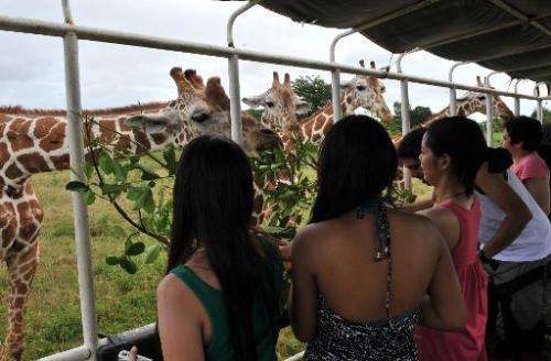 Tourists feed giraffes with leaves on September 18, 2011 at Calauit Game Preserve and Wildlife Sanctuary in Calauit Island, Busu