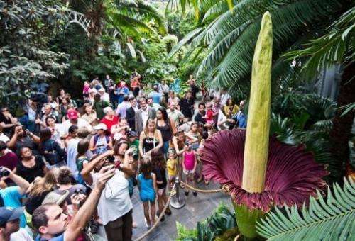 Tourists look at the blooming corpse flower, titan arum, on July 22, 2013 at the US Botanic Garden in Washington, DC