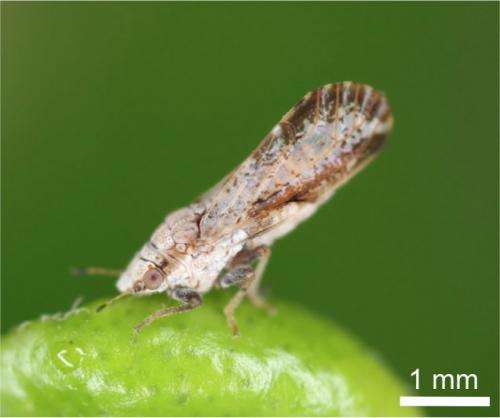 Toxin-producing bacteria integrated into a pest insect