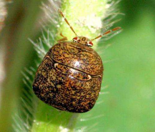 Tracking the Kudzu Bug in Maryland