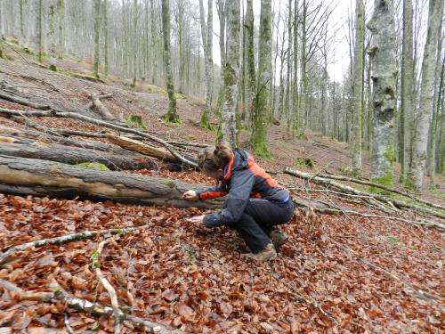 Traditional forest management reduces fungal diversity