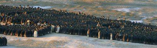 Traffic jams lend insight into emperor penguin huddle
