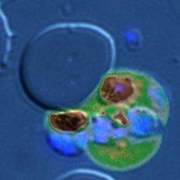 Trapping malaria parasites inside host cell basis for new drugs