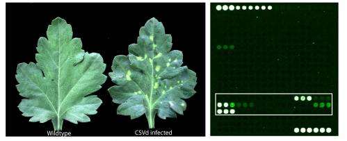 Universal microarray platform for screening plant pathogen infection