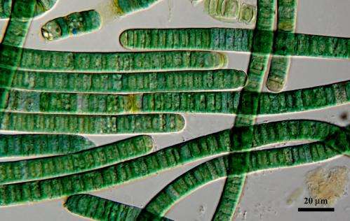 Tricking algae's biological clock boosts production of drugs, biofuels