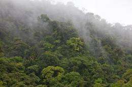 Tropical cloud forests filter half of all surface water within dam watersheds