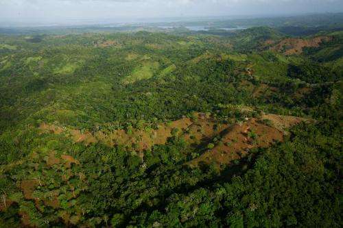 Tropical forests 'fix' themselves