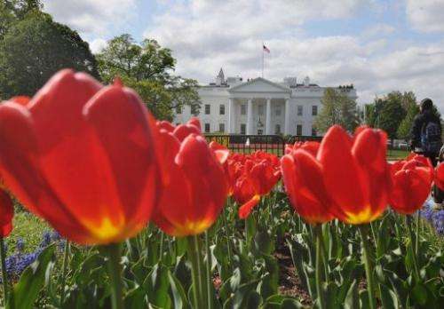 Tulips are seen in a flower bed in Lafayette Square across from the White House on April 22, 2013 in Washington
