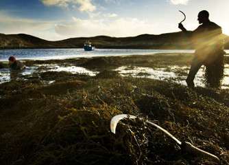 Turning the tide on seaweed supplements