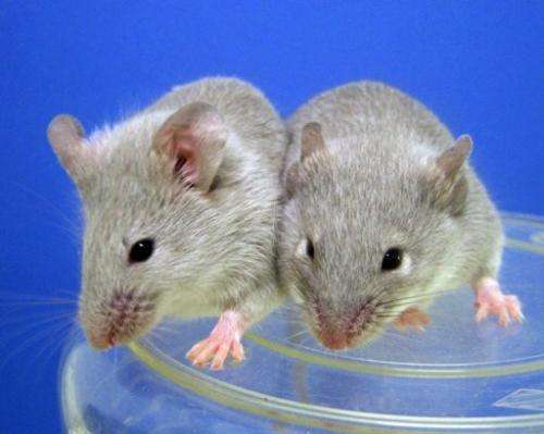 Two mice are seen at a lab of Kyoto University, on October 5, 2012