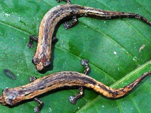 Two new salamander species discovered by Colombian researchers