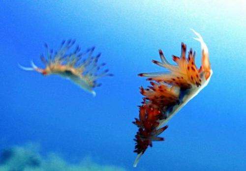 Two sea-slugs from the Glaucidae familia swim in the Mediterranean sea on July 29 2004, off the town of Kas, Turkey