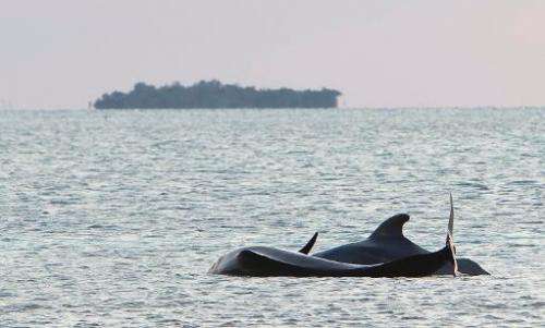 Two stranded pilot whales struggle in shallow waters near Cudjoe Key, Florida on May 5, 2011