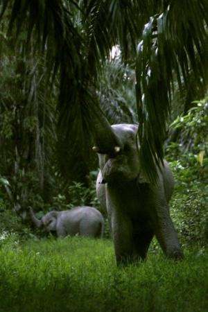 Two wild Sumatran elephants eat palm  leaves in East Aceh district, Indonesia, on March 3, 2013
