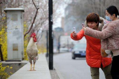 Two women take photos of a cockerel in Beijing on April 4, 2013
