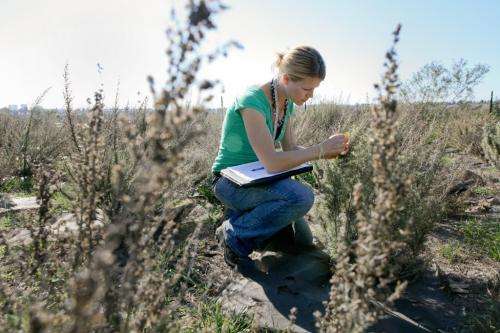 Southern California sagebrush better suited to climate change, study finds