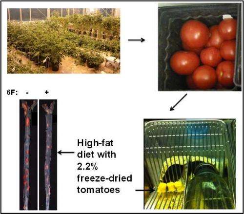 UCLA researchers create tomatoes that mimic actions of good cholesterol