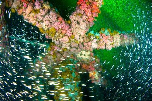 UCSB study examines heavy metal pollutants in fish at oil platforms and natural sites