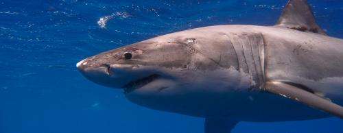 UH SOEST and Hawai'i DAR provide new understanding of rare white shark movement around Hawai'i