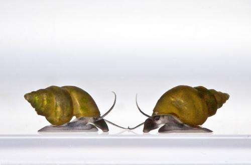 UI biology professor finds 'Goldilocks' effect in snail populations