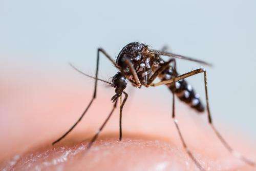 UK collaboration to test biological control of mosquitoes