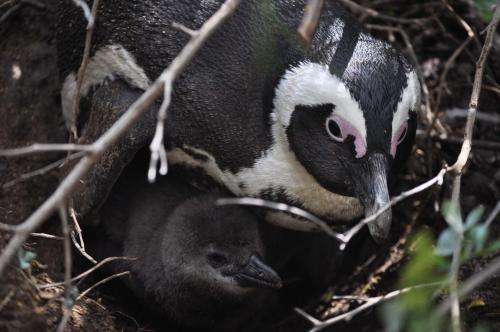 Uncovering Africa's oldest known penguins