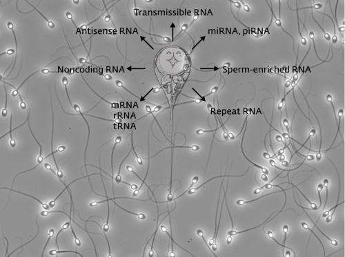 Uncovering the role of sperm RNA in early post-fertilization development