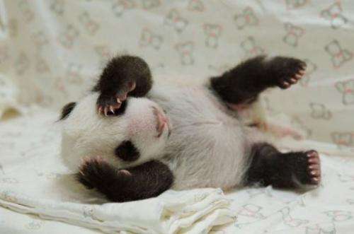Undated photo provided by the Taipei City Zoo on August 11, 2013 shows a new-born panda cub at the zoo