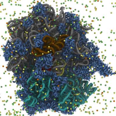 Under the hood of the ribosome