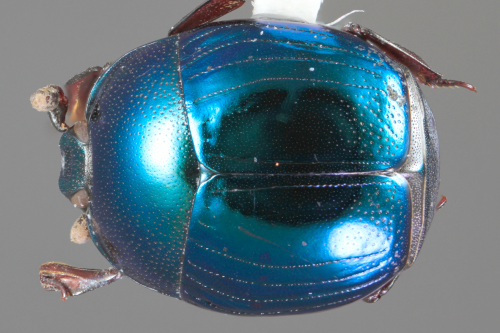 Unearthed: A treasure trove of jewel-like beetles
