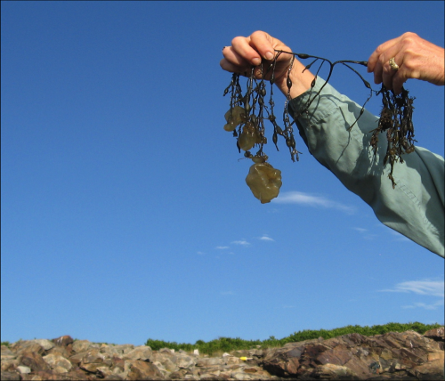 UNH scientists document first expansion of 'sea potato' seaweed into New England