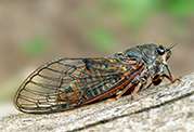 University develops app to help search for the rare New Forest cicada
