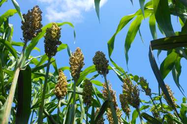 Unlocking sorghum’s gene bank: Adapting agriculture to a changing climate