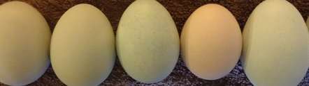 Unscrambling the genetics of the chicken's 'blue' egg