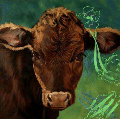 Unusual antibodies in cows suggest new ways to make therapies for people
