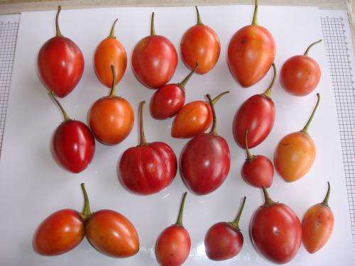 A promising fruit: The tree tomato