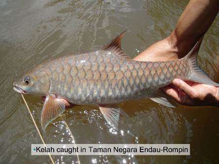 UPM researchers search for best feed for the 'king' of the rivers