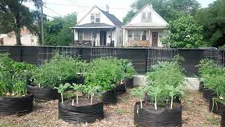 Urban agriculture: The potential and challenges of producing food in cities