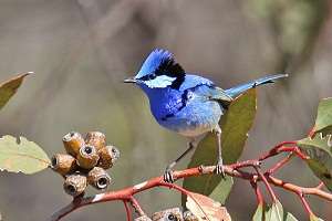 Urban bushland vital to Perth’s birds