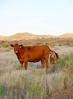 USDA Study Shows Benefits of Weaning Calves Early
