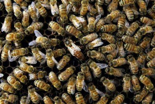 US: Many causes for dramatic bee disappearance