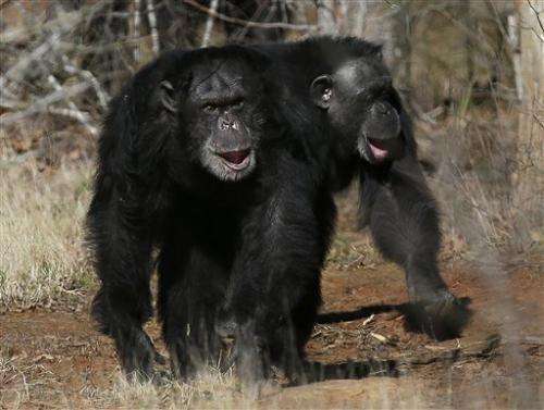 US to retire most chimps from medical research