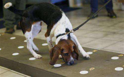 US zoo using beagle to detect bear pregnancies