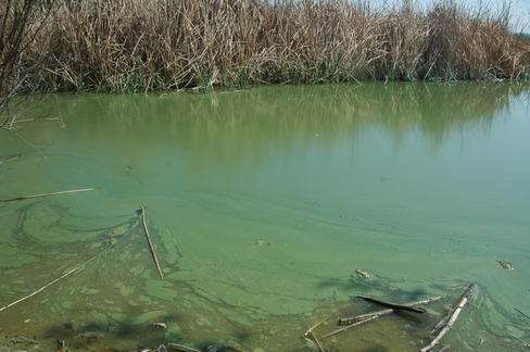 Scientists monitor with phosphorus the algal blooms in European lakes