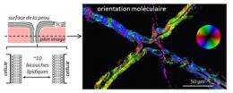3D mapping of lipid orientation in biological tissues such as skin