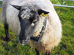 Valuable, eco-friendly Norwegian wool