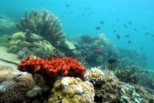 Various kinds of corals grow in the marine protected area of Honda Bay located in Puerto Princesa on October 27, 2008