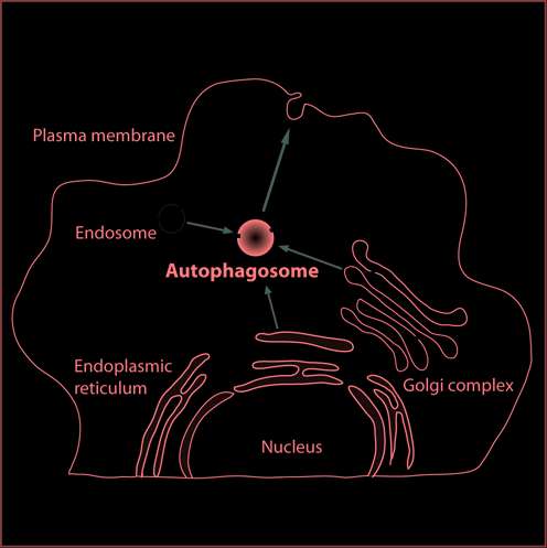 Key cellular auto-cleaning mechanism mediates the formation of plaques in Alzheimer's brain